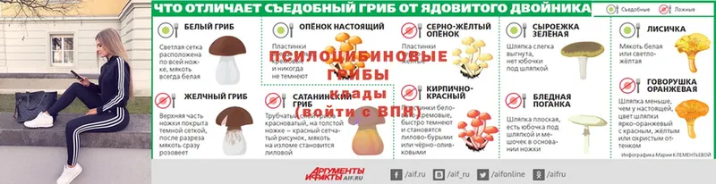 мега онион  Жиздра  Галлюциногенные грибы Psilocybe 